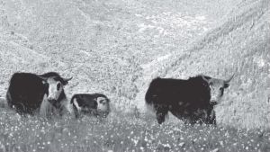 图3-4 牦牛