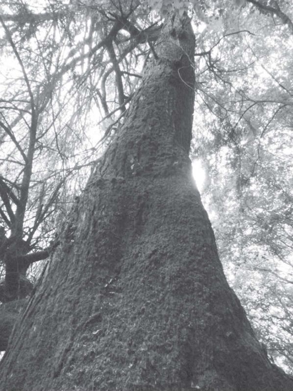 图3-6 羌风寨神树林中之神树 虞若愚摄于2010年7月