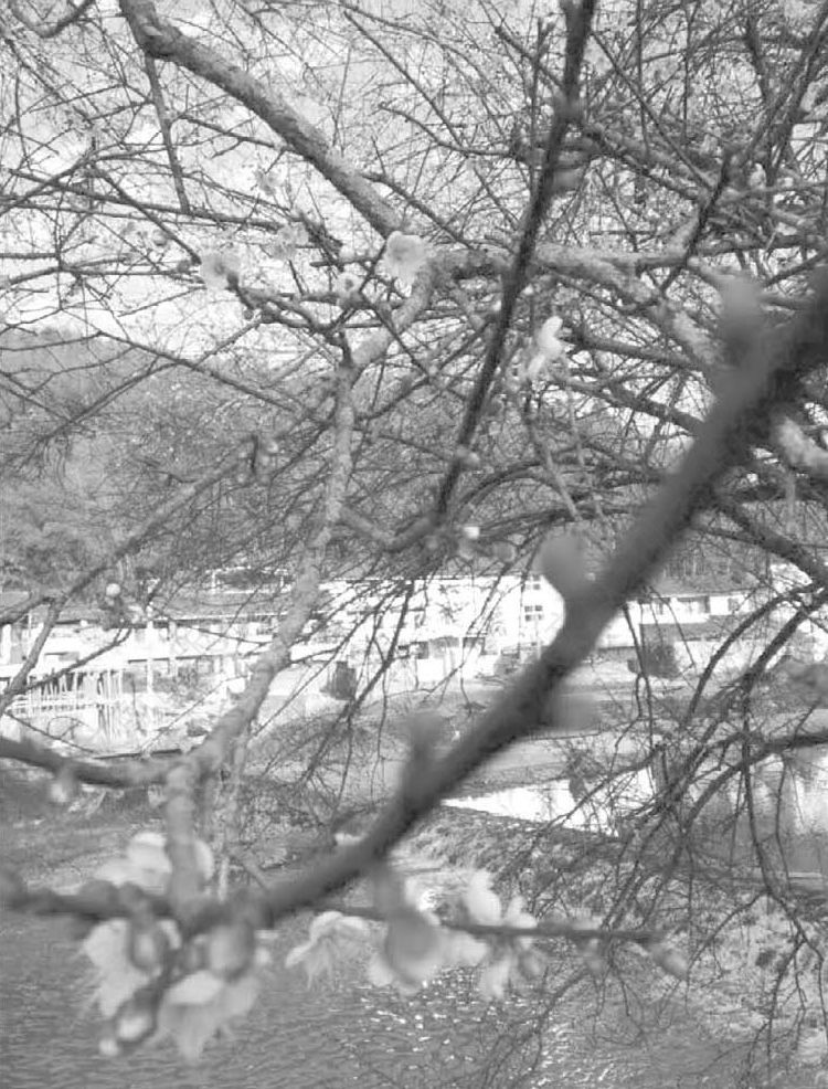 图1-3 梅溪岸边的梅树