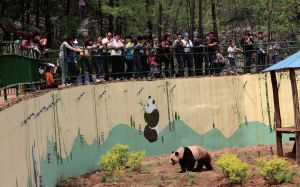 国宝大熊猫落户原山，引发淄博国宝旅游热