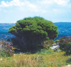马耳他国树