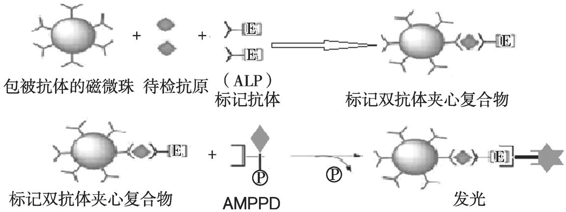 图2 碱性磷酸酶标记化学发光免疫分析原理示意