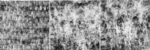 图28 三维视频显微镜观测霉斑清洗前50倍、100倍、200倍结构图