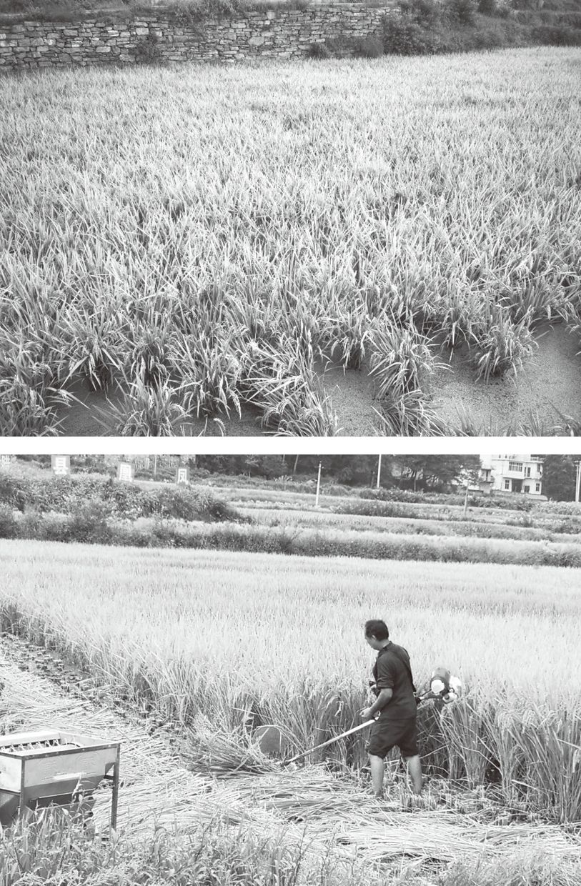 图4-1 追高来村优质稻和稻花鱼项目