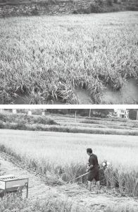 图4-1 追高来村优质稻和稻花鱼项目