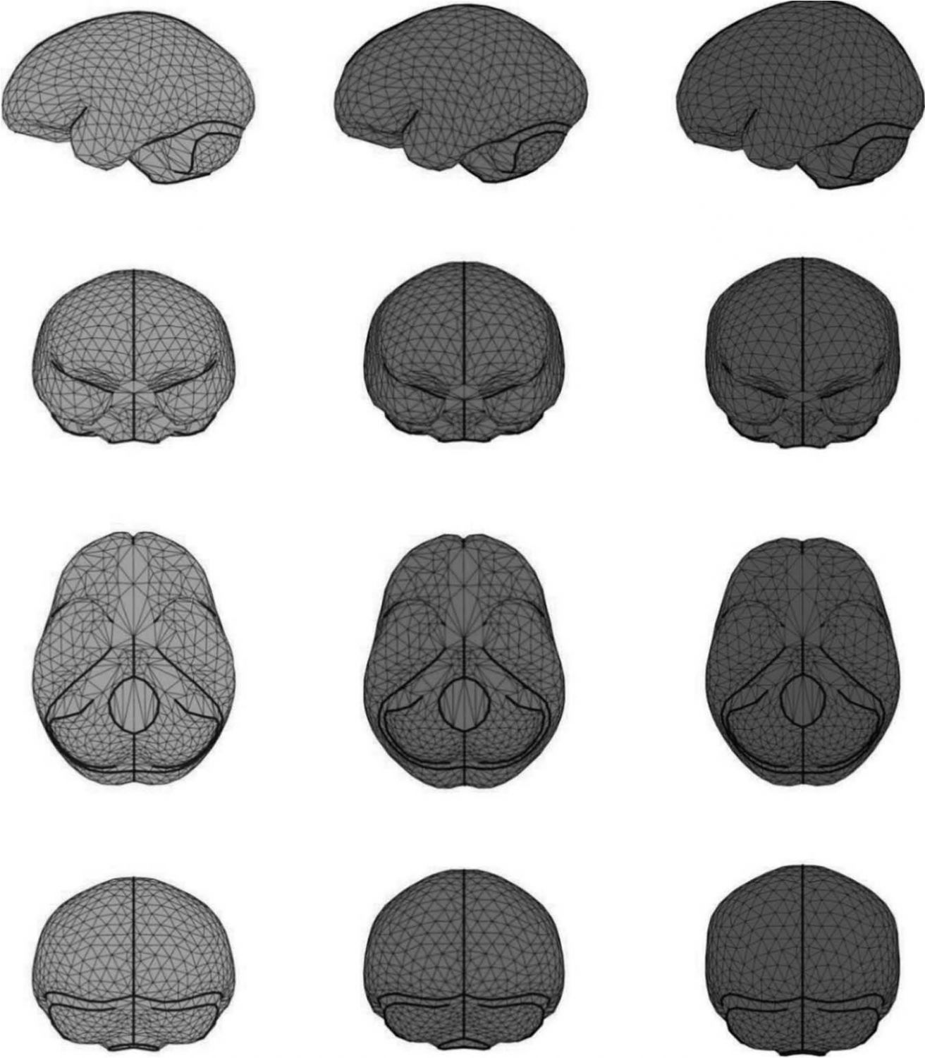 图2.1 直立人、尼安德特人和现代人的颅内模平均形态（Neubauer et al.，2018）