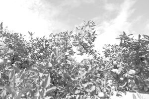 图3-8 湖南省里耶镇岩冲村种植的柑橘