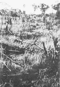 图8-2 在塞拉利昂水稻田中原始河渠上用木棍修建的堤岸