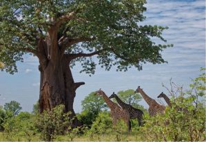 津巴布韦瀑布国家公园的长颈鹿在树下悠闲地漫步（上图）
