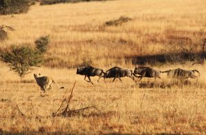 羚羊公园的小狮子在练习捕猎（下图）
