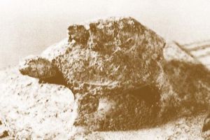 图8-35 累蹲龟