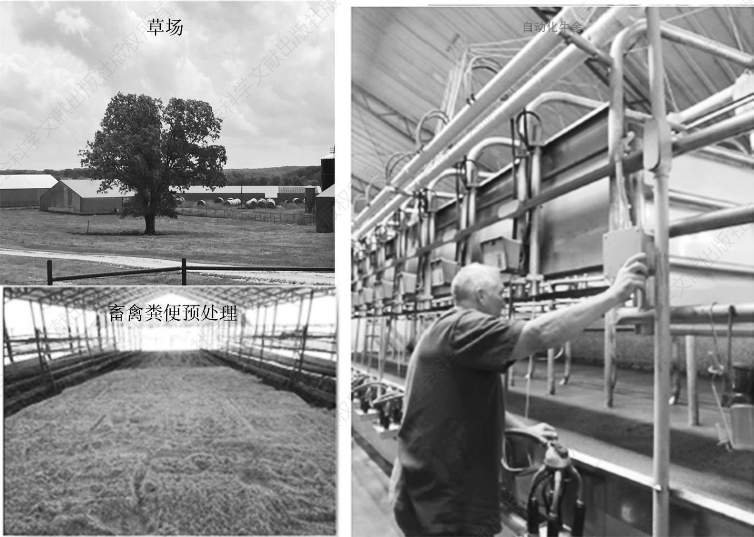 图10-2 Bill Haak农场的牛舍、草场和畜禽粪便预处理设施