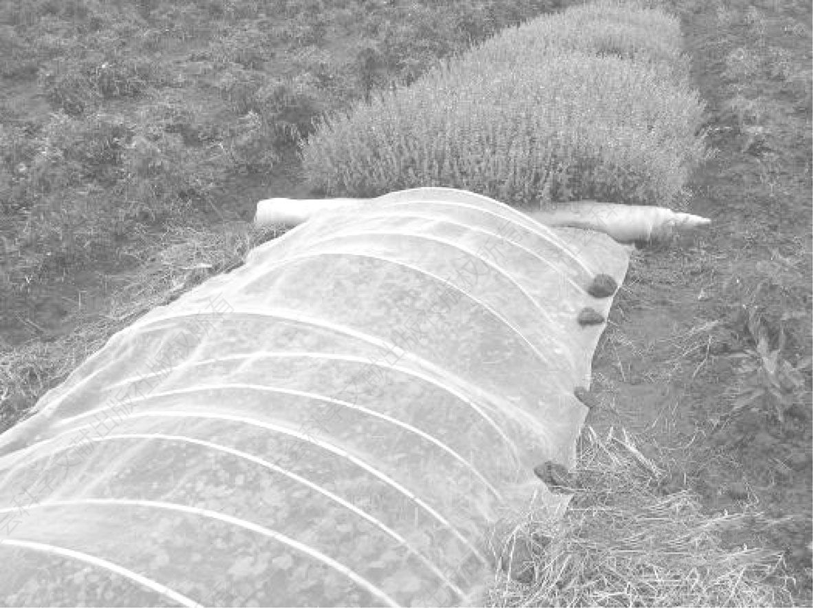 图4-6 通风透气的隔虫网（2011年10月2日摄于S市QP区YX农场）