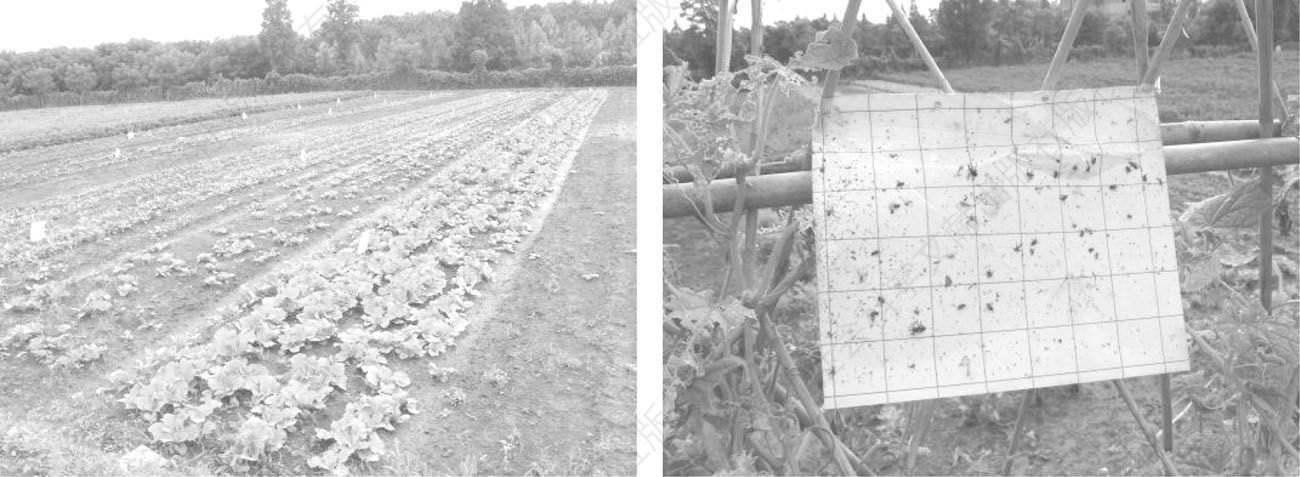 图4-7 常用的物理杀虫法——粘虫板（2010年9月11日摄于S市CM区TY农庄）