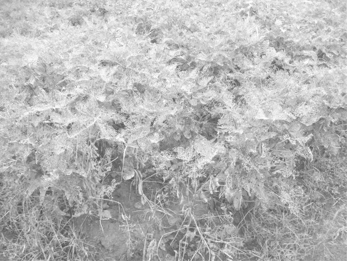 图4-8 未施农药的黄豆叶上布满密密麻麻的虫眼（2011年10月2日摄于S市QP区SG农社）