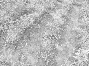 图4-9 生态种植的辣椒秧苗不高、辣椒个头偏小（2010年9月11日摄于S市CM区TY农庄）