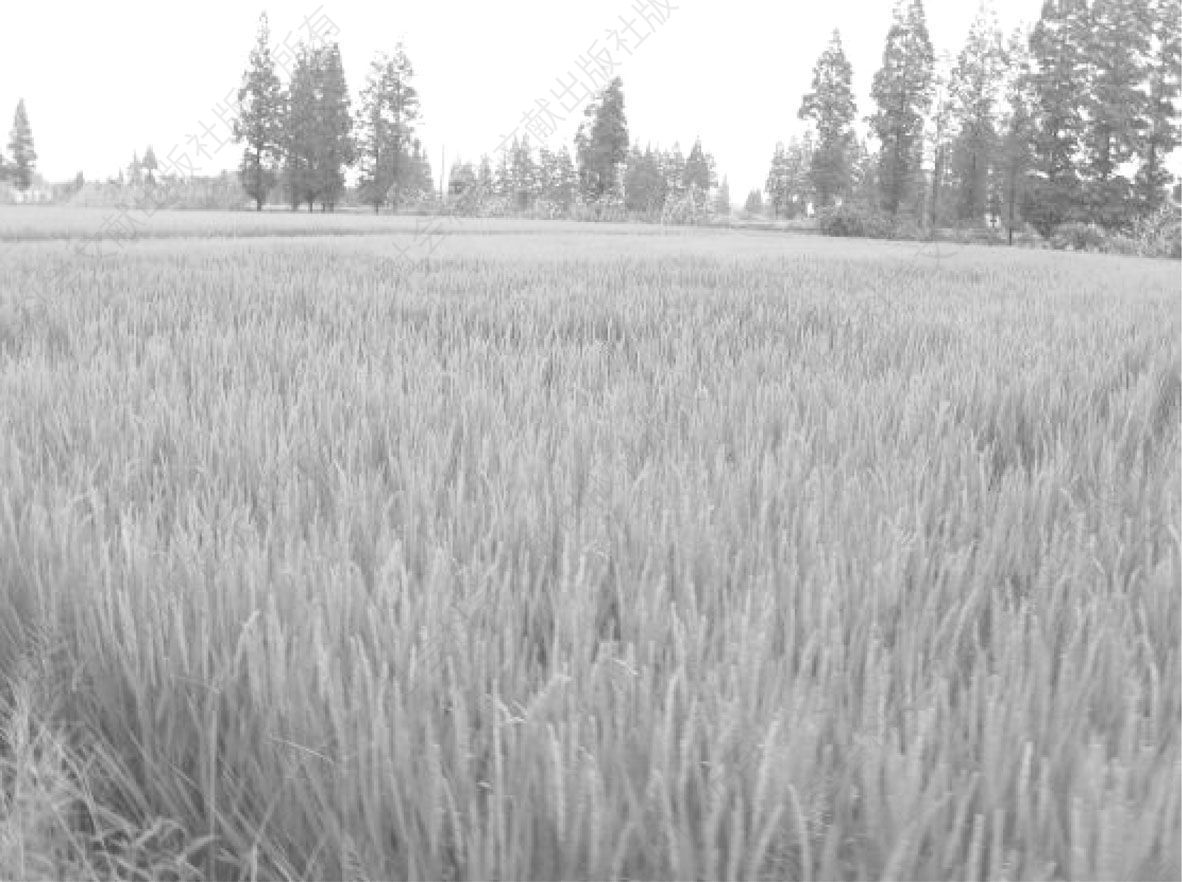 图4-10 间距大、没拔草、施农家肥的禾苗参差不齐（2010年9月11日摄于S市CM区FD农场）