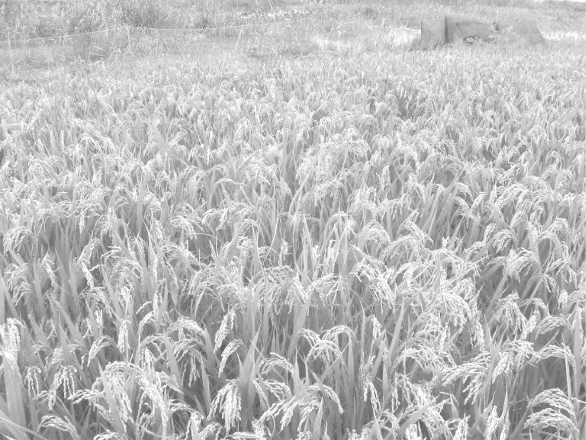 图4-11 没有施农药、化肥的水稻空穗很多（2011年10月2日摄于S市QP区YX农场）