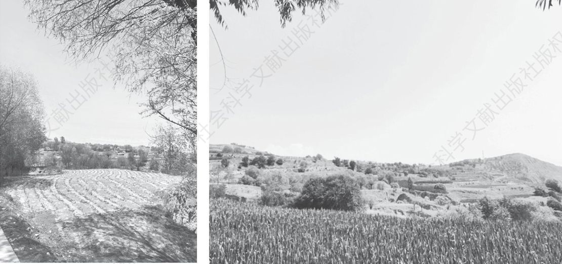 图2-3 老庄村的山坡耕地及玉米田
