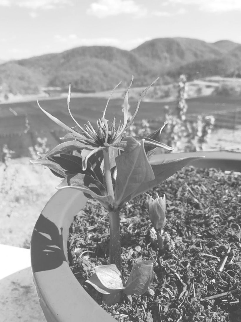 图1-7 河源村种植的名贵中药——滇重楼