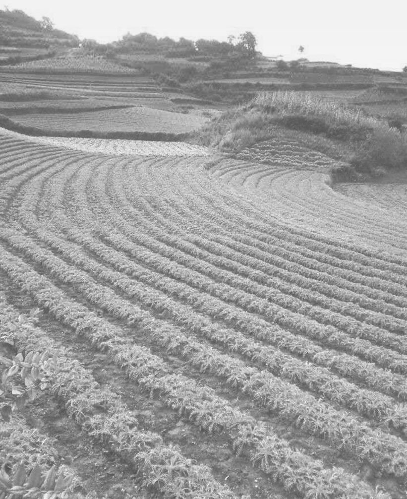 图1-8 河源村种植的漫山遍野的玛卡
