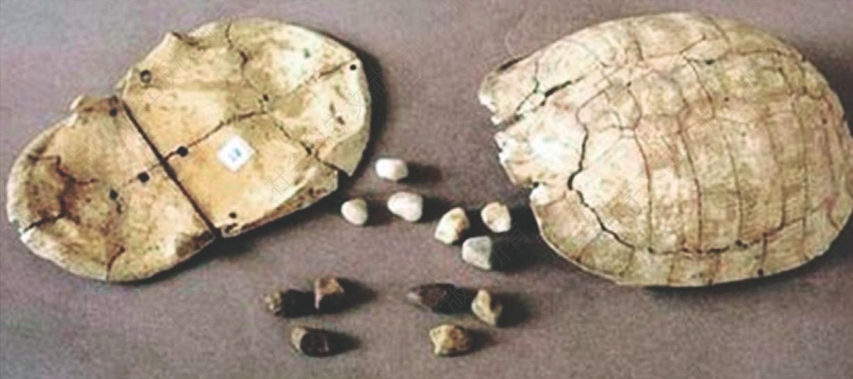 图2-8 贾湖出土的卜龟和十二粒蓍石（摄于河南省博物院）