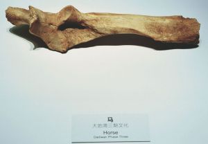 图6-1 大地湾博物馆展厅展出的马骨（拍摄于大地湾博物馆）