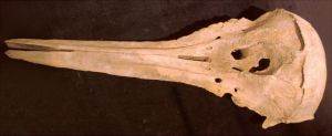 图10 海豚的头骨