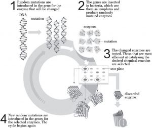 图2 酶定向进化流程示意