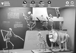 图3 史密森尼国家自然历史博物馆“Skin&Bones”展览中的技术