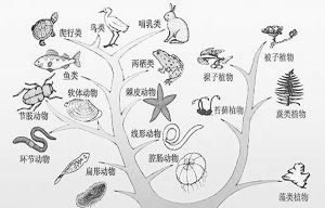 图3 生物进化树示意