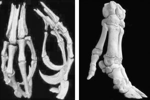 图4 化石线索（左图为鸡爪骨骼、右图为猪蹄骨骼）