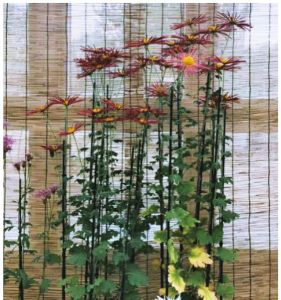 图4 日本古典菊品种肥后菊