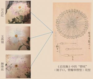 图8 清宫洋菊与《后花集》中的“管咲”花型对比