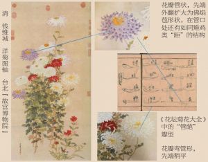 图10 清宫洋菊与《花坛菊花大全》中相关花瓣结构对比