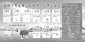 图3-6 梅杖子村建档立卡户养牛运作流程