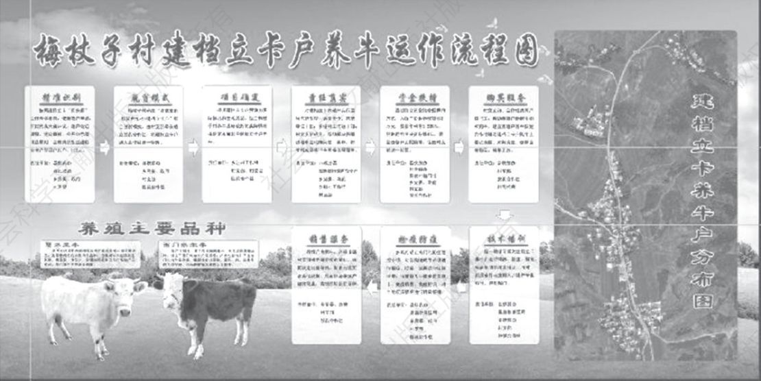 图3-6 梅杖子村建档立卡户养牛运作流程