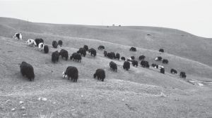 图3-1 山坡上吃草的牦牛群