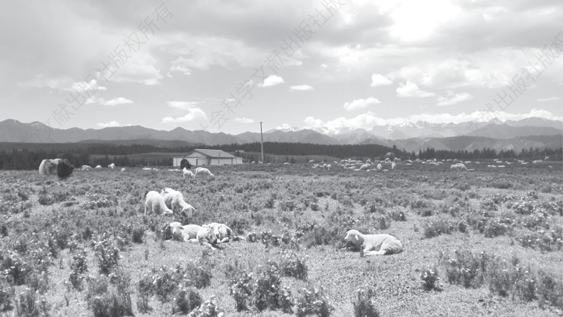 图5-2 一户人家的夏季牧场