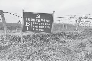图4-4 位于花垣县农业科技园的十八洞猕猴桃种植基地