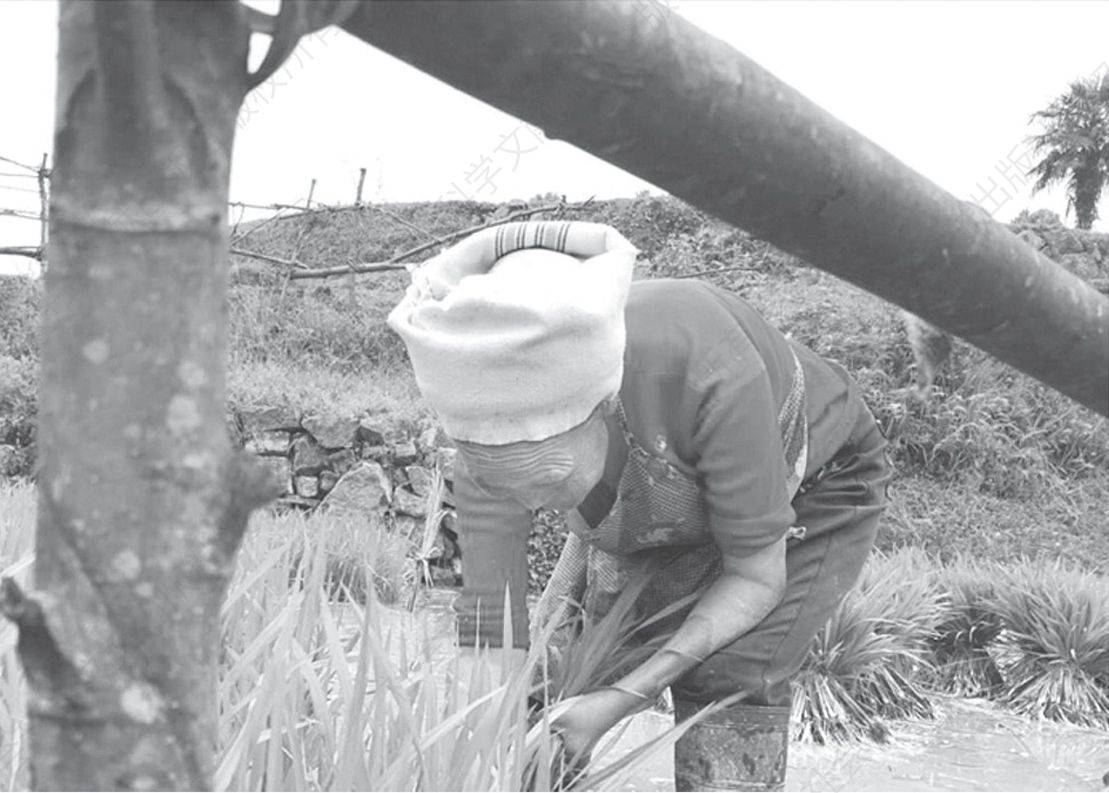 图2-2 正在劳作的村布依族老年妇女