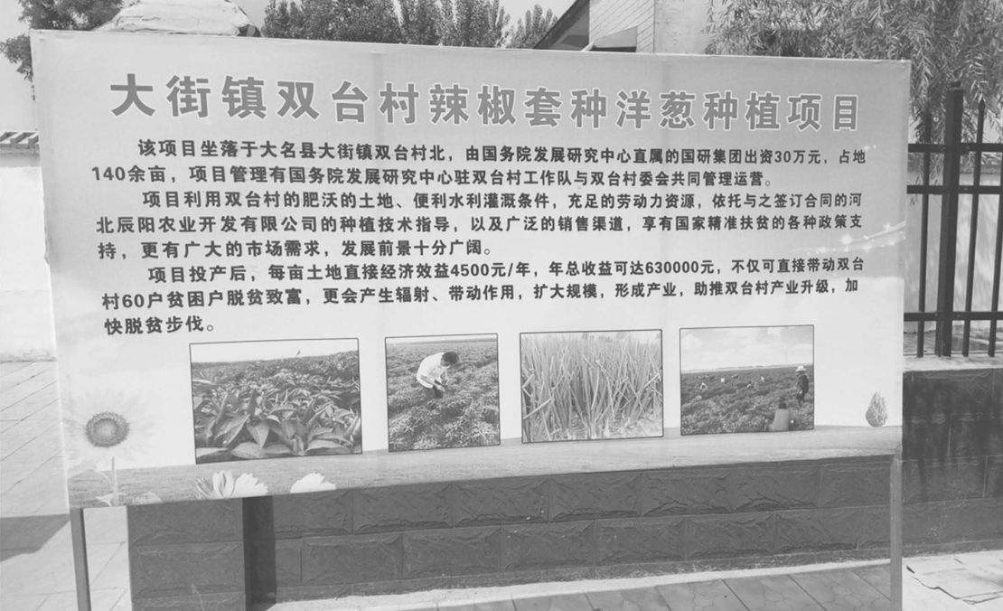 图3-3 双台村辣椒套种洋葱产业扶贫项目