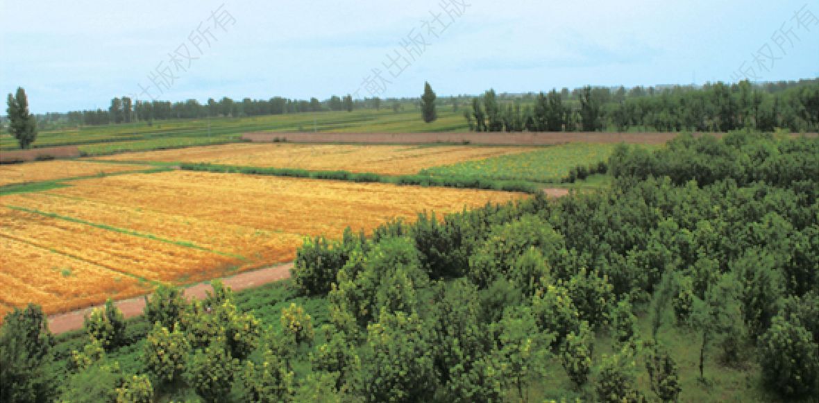 图5 民勤农业生态新景观