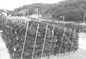 日本宫城县牡鹿半岛的牡蛎养殖基地