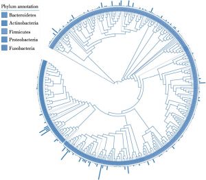图4-4 基于全基因组序列的1520个分离的肠道菌群的系统发育树