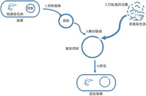 图4-8 基因工程菌的构建过程