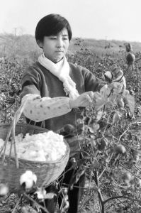 图1 尚舒兰在采集棉花（摄于1991年）