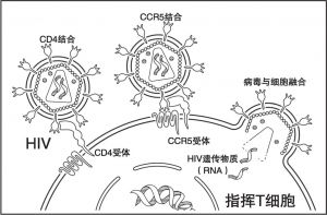 图9.1 打开T细胞的钥匙