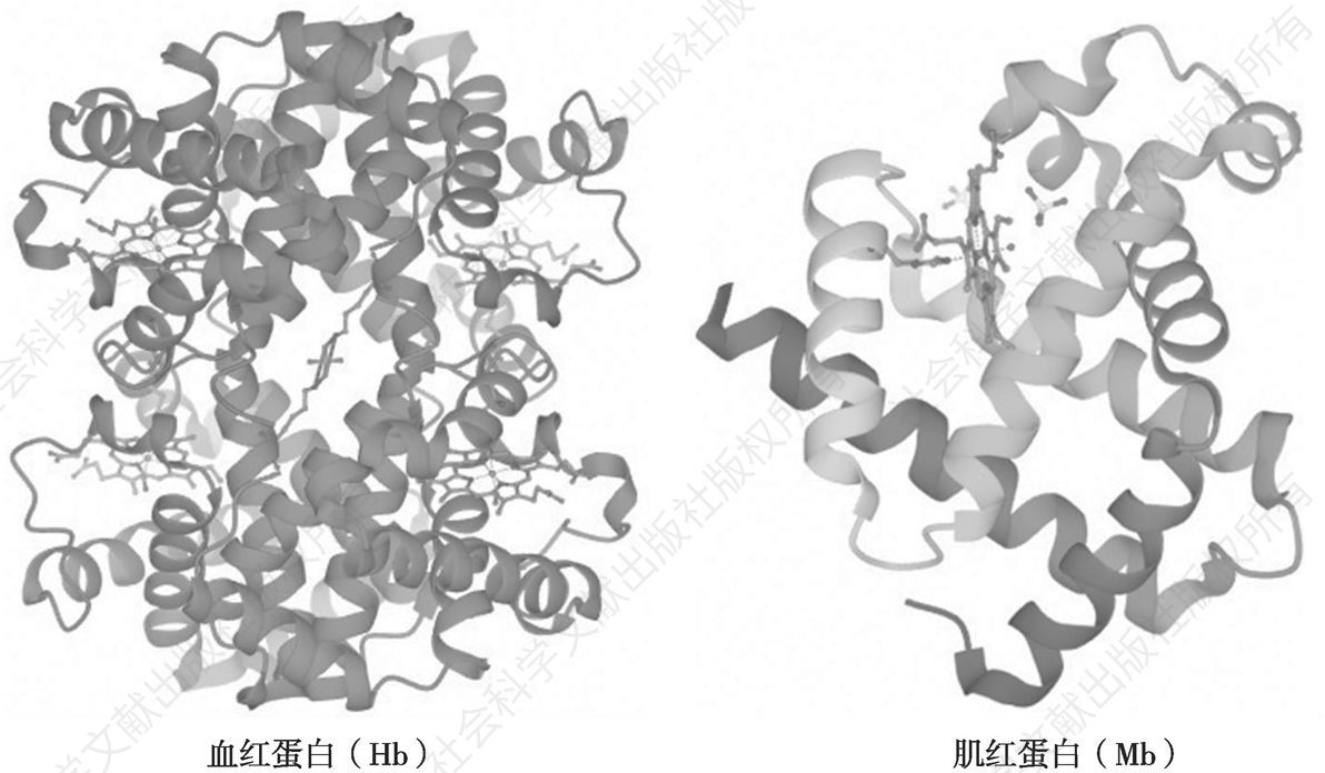 图1 血红蛋白（Hb）与肌红蛋白（Mb）的3D分子结构