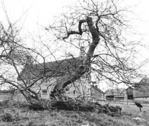 图3 位于伍尔斯索普庄园的牛顿故居及苹果树，这棵苹果树曾入选“英国50名树”